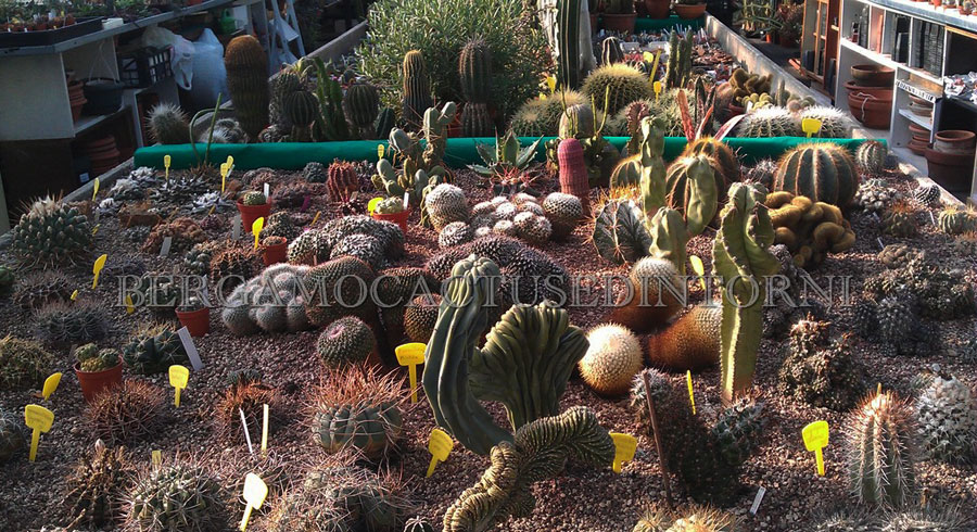 vivaio-cactus-bergamo1