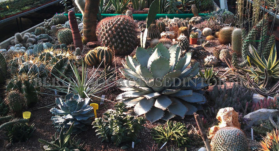 vivaio-cactus-bergamo2