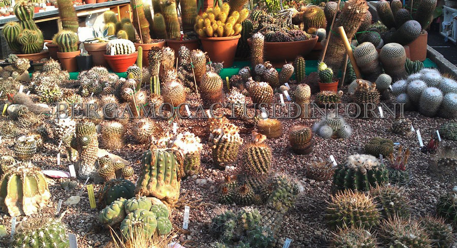 vivaio-cactus-bergamo4