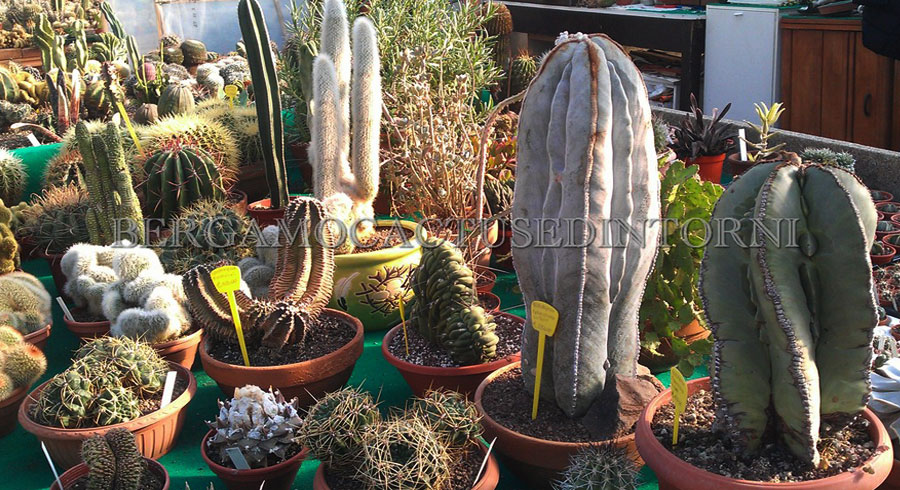 vivaio-cactus-bergamo